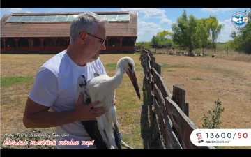 Szabadulnak a kis gólyák